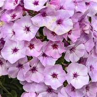 Phlox Garden Girls™ Fancy Girl