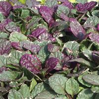 Ajuga reptans Burgundy Glow