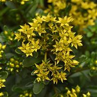 Sedum middendorffianum Yellow Diamonds