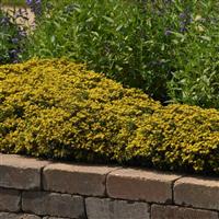 Sedum middendorffianum Yellow Diamonds