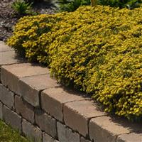 Sedum middendorffianum Yellow Diamonds