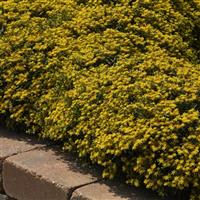 Sedum middendorffianum Yellow Diamonds