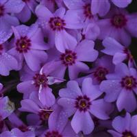 Phlox subulata Eye Caramba