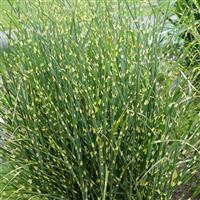 Miscanthus sinensis High Frequency