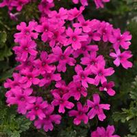 Verbena Homestead Hot Pink