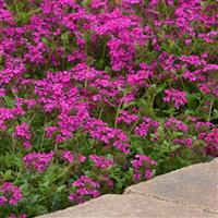 Verbena Homestead Hot Pink