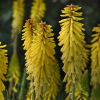 Kniphofia uvaria Glowstick