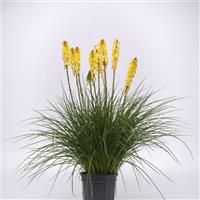 Kniphofia uvaria Glowstick