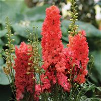 Delphinium Red Lark