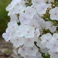 Phlox paniculata Fashionably Early Crystal