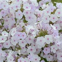 Phlox paniculata Fashionably Early Lavender Ice