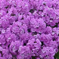 Phlox paniculata Fashionably Early Princess