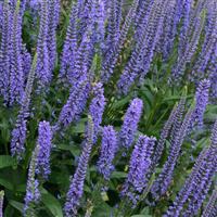 Veronica longifolia Blue Skywalker