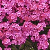 Phlox Garden Girls™ Glamour Girl