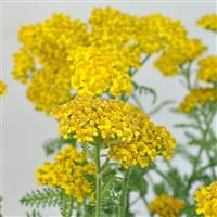 Achillea millefolium Little Moonshine