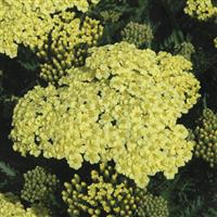 Achillea millefolium Seduction Sunny