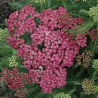 Achillea millefolium Seduction Saucy