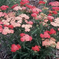 Achillea millefolium Tutti Frutti Apricot Delight