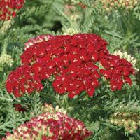 Achillea millefolium Tutti Frutti Pomegranate