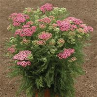 Achillea millefolium Tutti Frutti Pink Grapefruit