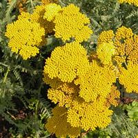 Achillea Coronation Gold