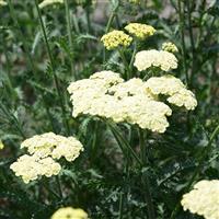 Achillea Moon Dust