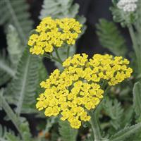 Achillea Moonshine