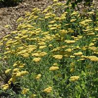 Achillea Moonshine