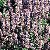 Agastache Blue Fortune