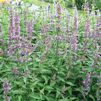 Agastache Purple Haze