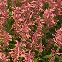 Agastache Guava Lava