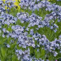 Amsonia Blue Ice