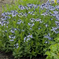 Amsonia Blue Ice