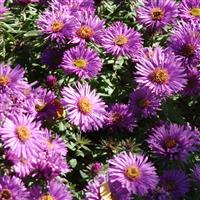 Aster novae-angliae Purple Dome