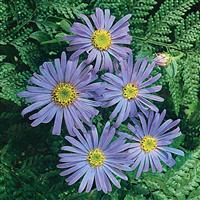 Aster x frikartii Moench