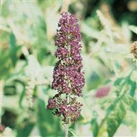 Buddleia davidii Black Knight