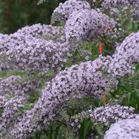 Buddleia davidii Grand Cascade