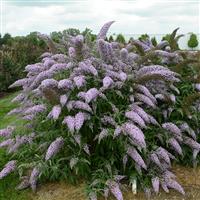 Buddleia davidii Grand Cascade