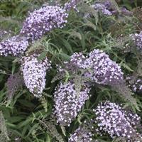 Buddleia davidii Lilac Cascade