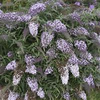 Buddleia davidii Lilac Cascade