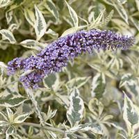 Buddleia Butterfly Gold