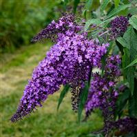 Buddleia Violet Cascade