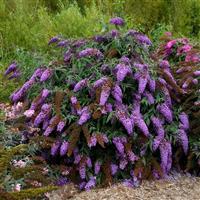 Buddleia Violet Cascade