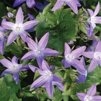 Campanula poscharskyana Blue Waterfall