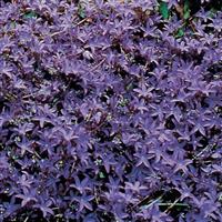 Campanula poscharskyana Blue Waterfall