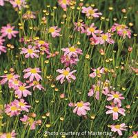 Coreopsis rosea American Dream