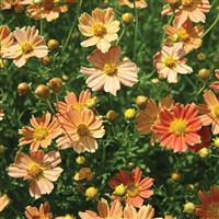 Coreopsis verticillata Crème Caramel