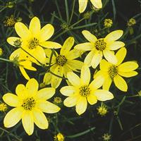 Coreopsis verticillata Moonbeam