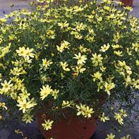 Coreopsis verticillata Moonbeam