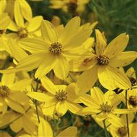 Coreopsis verticillata Zagreb